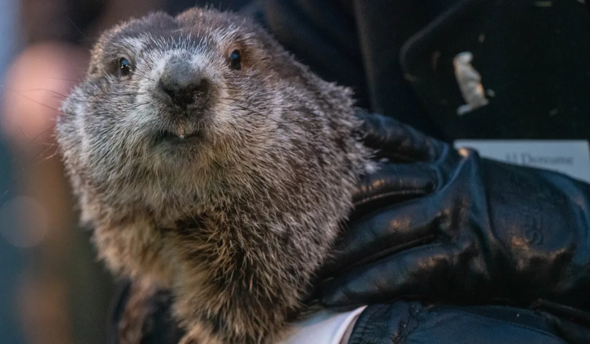 Punxsutawney Phil am Murmeltiertag 2022 in Pennsylvania
